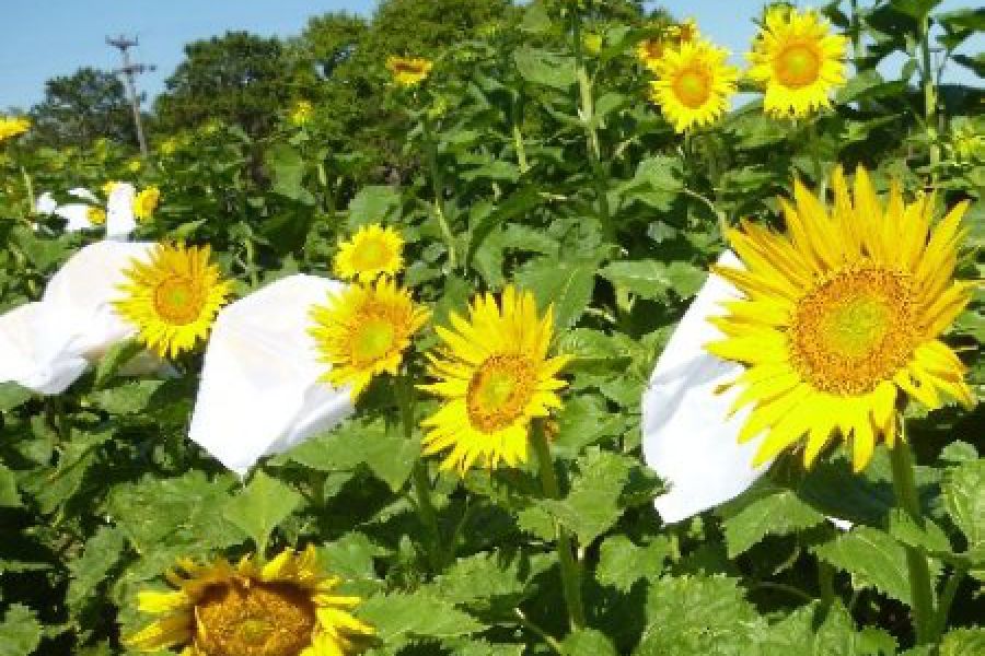 Girasol, con genes más resistentes a enfermedades