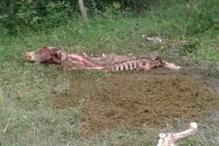 Inseguridad rural: alerta en Santa Fe por el crecimiento de los casos de abigeato