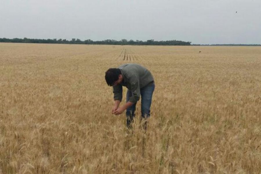 Analisis de trigo - Foto Ministerio de Agroindustria
