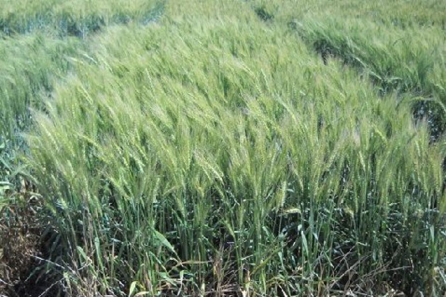 Mejoramiento genético: presentan nuevas variedades de trigo pan