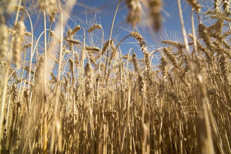 Trigo - Foto Ministerio de Agroindustria