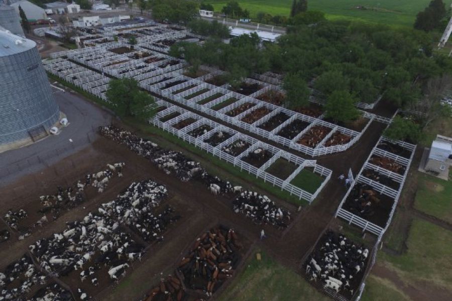 3000 cabezas en los corrales de La Lehmann