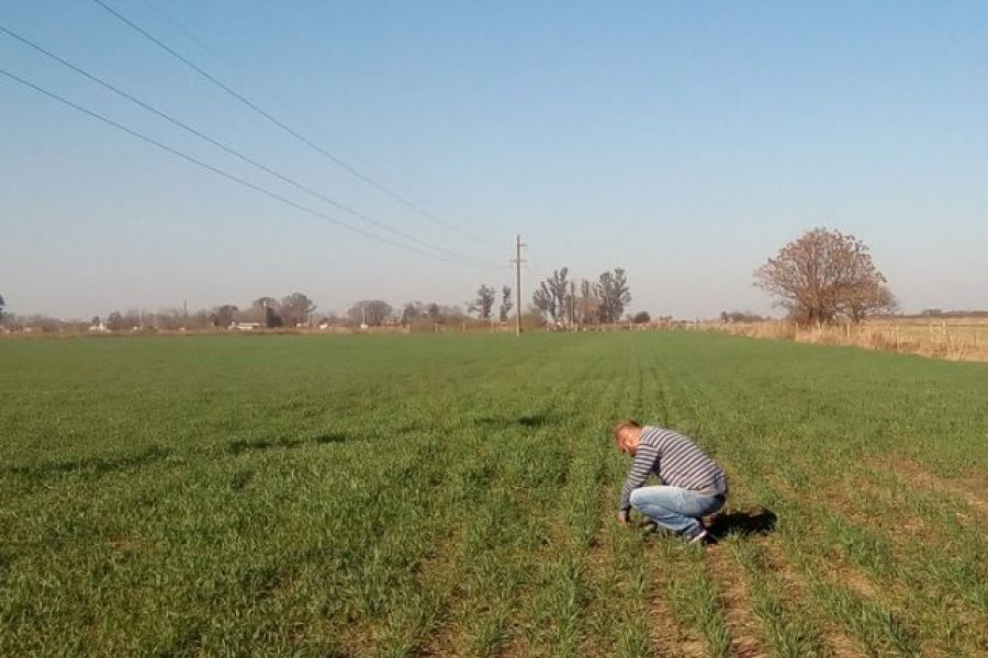 Analisis de Trigo - Foto Ministerio de AgroIndustria