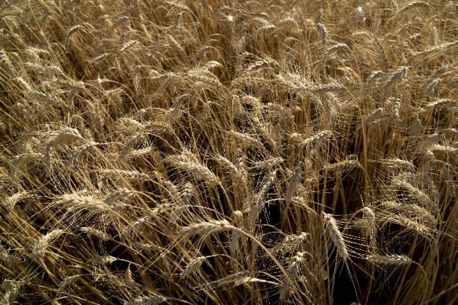 Agroindustria logró que Brasil no incluya arancel 0% para el trigo extra Mercosur