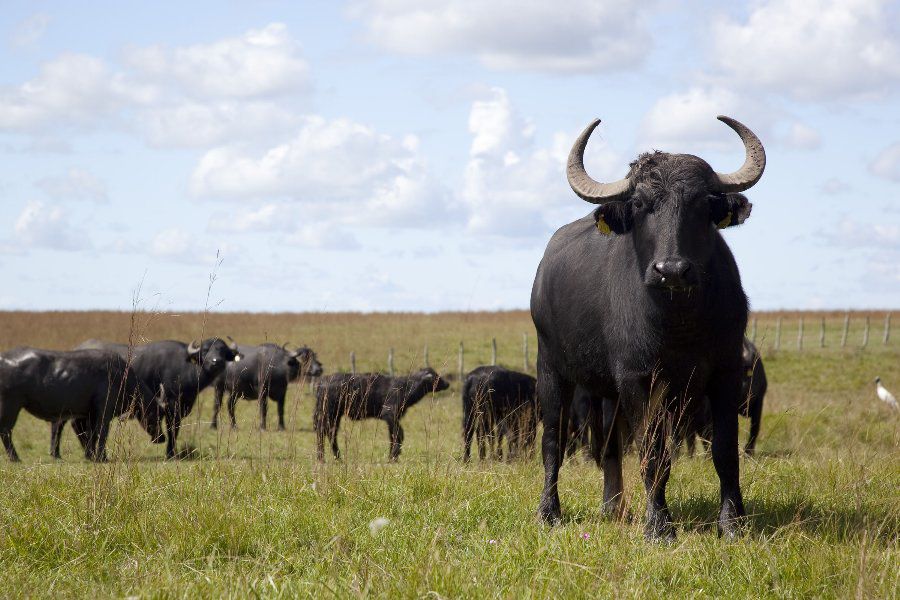 Ganado Argentino - Foto Ministerio de AgroIndustria