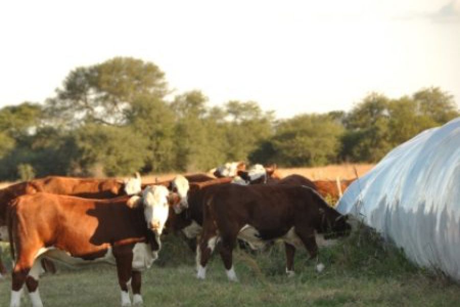 Ganado bien alimentado - Foto INTA