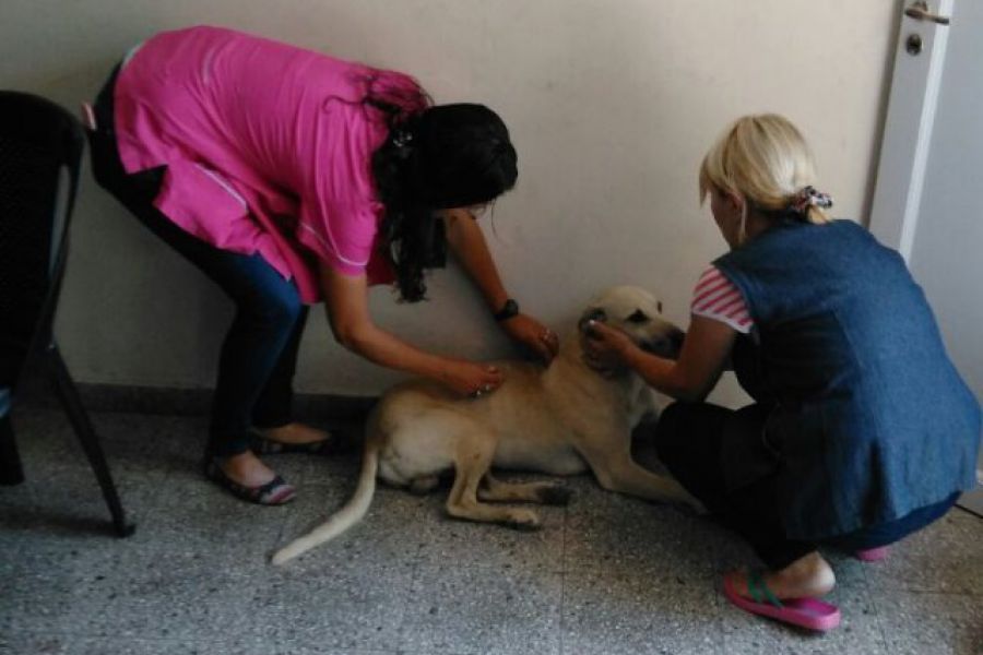 Vacunacion Antirrabica - Foto Comuna de Franck
