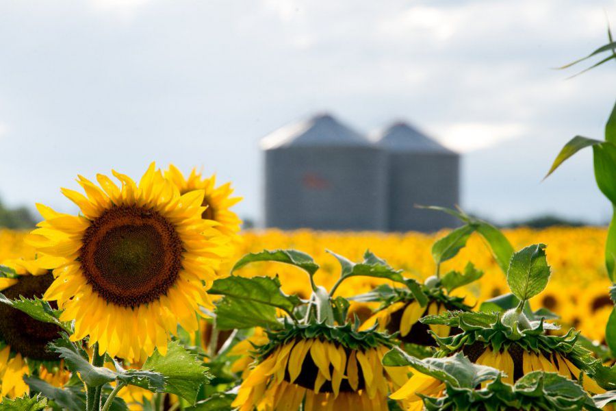 Girasol - Foto Ministerio de AgroIndustria