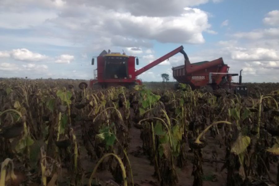 Cosecha de Girasol - Foto INTA