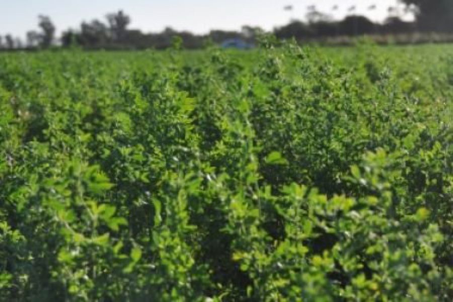 Alfalfa forrajera - Foto INTA