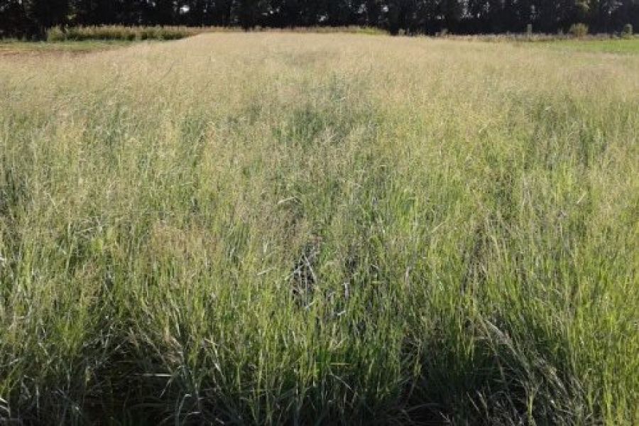 Presentan una pastura subtropical para ambientes exigentes