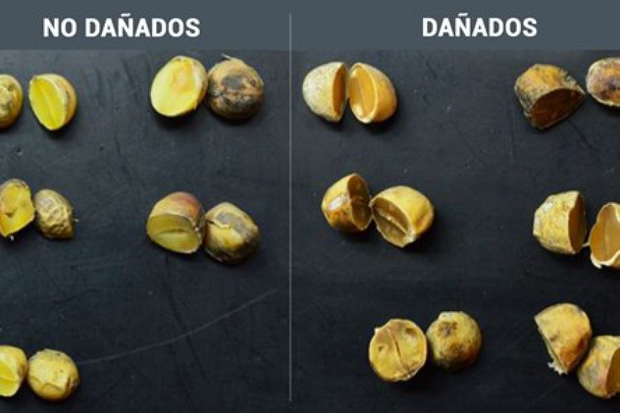 Evaluacion Campaña de Soja - Foto INTA