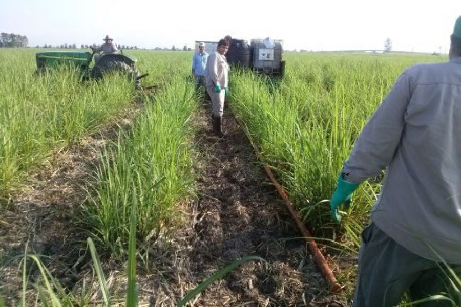 Suelos productivos con Vinaza - Foto INTA