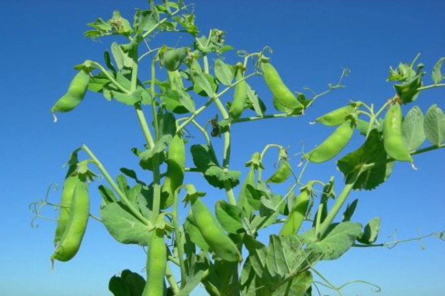 Beneficios de elegir un invierno con legumbres