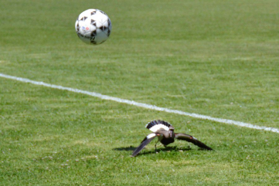 LEF Inferiores CAF vs CAJLP