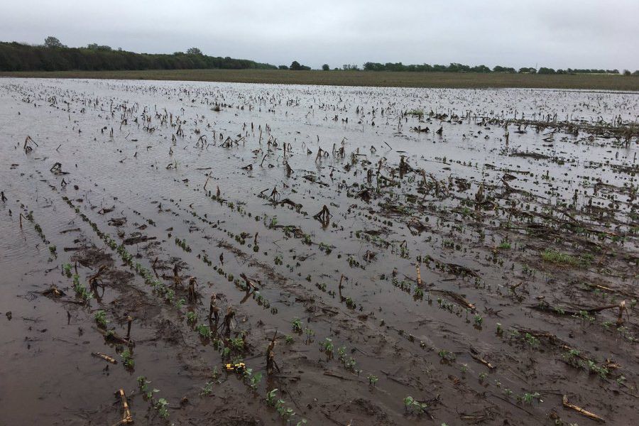 Soja bajo agua