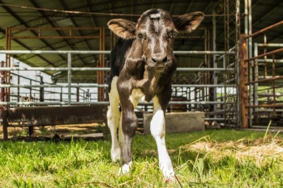 Buscan producir leche «hipoalergénica» de bovinos editados genéticamente
