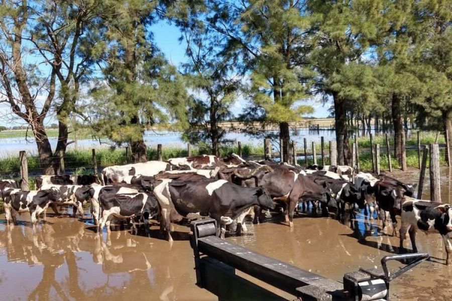 Declaran la emergencia agropecuaria para Mendoza, Santa Fe, Tucumán y Santiago del Estero