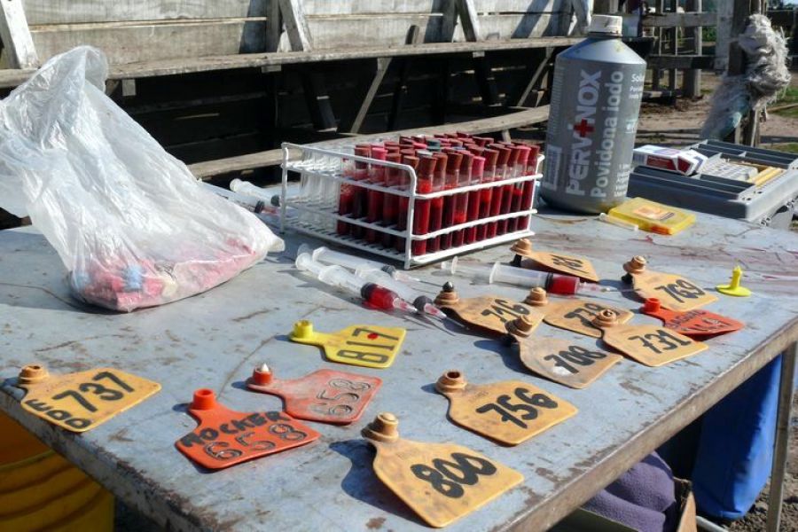 Avanza el nuevo plan nacional contra la brucelosis bovina