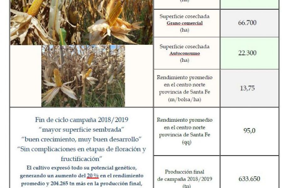 Maiz de Primera - Rendimientos