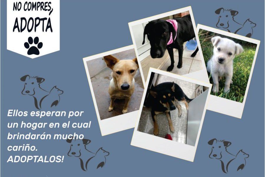 Los conocés? Ellos esperan por un hogar!