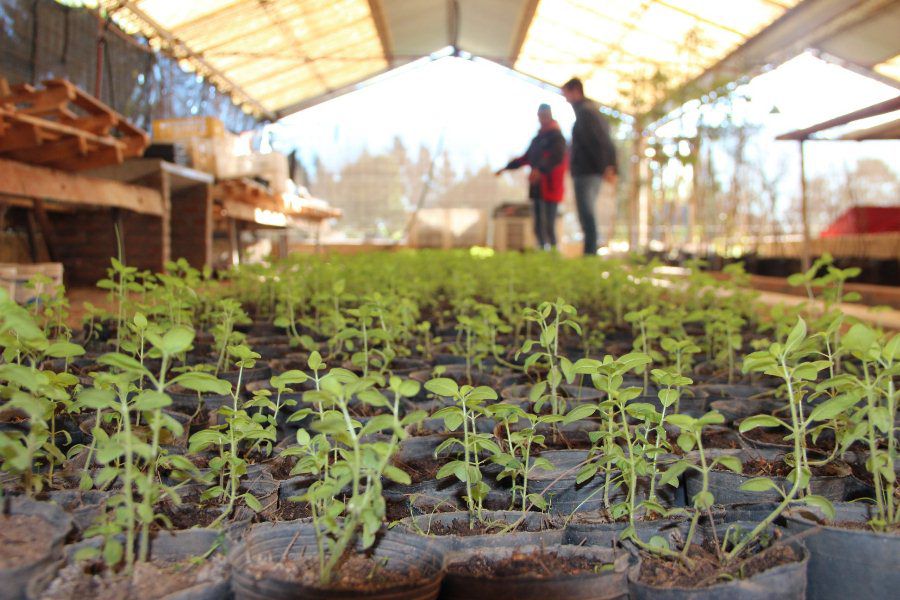 Vivero Los Ceibos