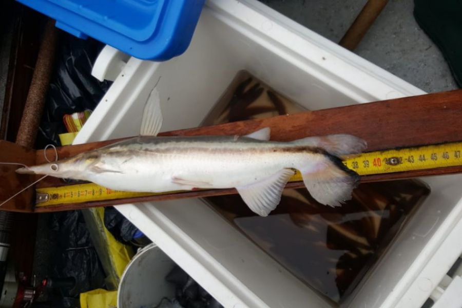 Pescadores franckinos en La Paz