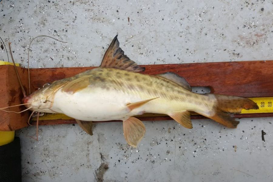 Pescadores franckinos en La Paz