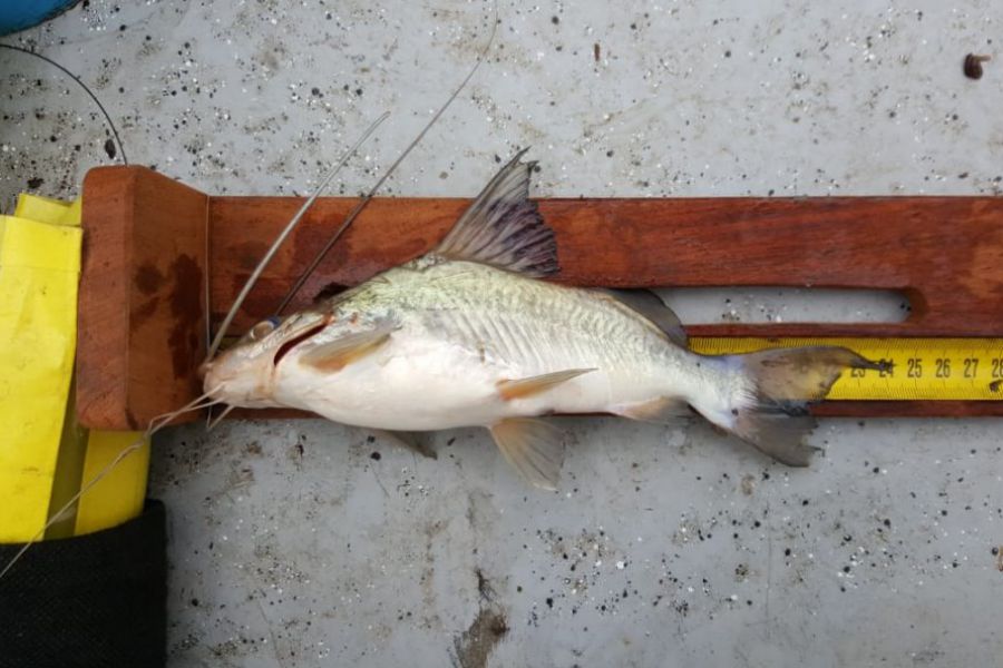 Pescadores franckinos en La Paz