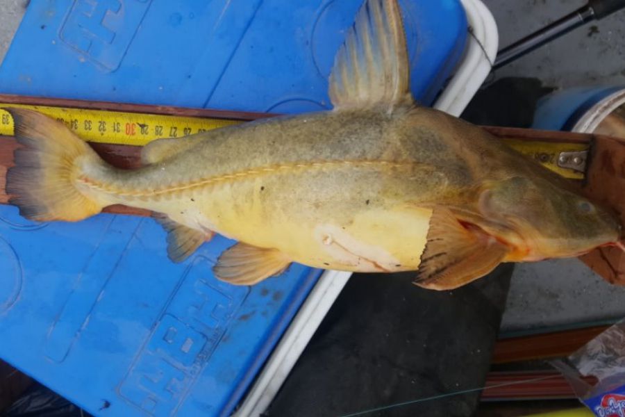Pescadores franckinos en La Paz