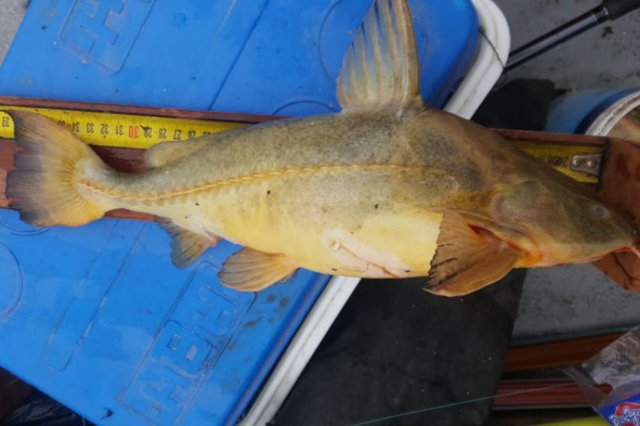 Pescadores franckinos en La Paz