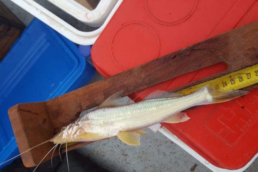 Pescadores franckinos en La Paz