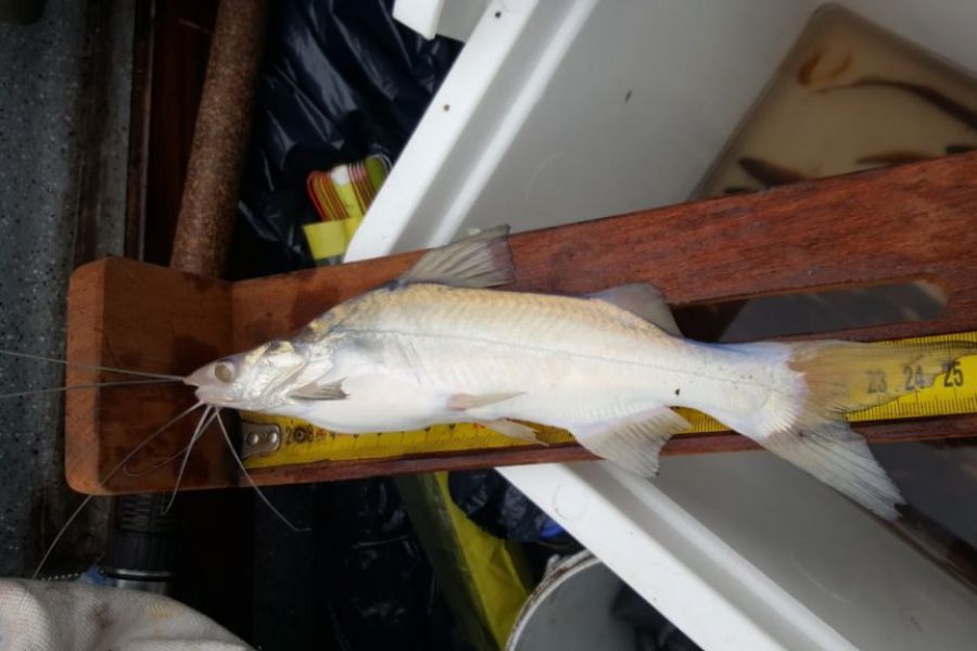 Pescadores franckinos en La Paz