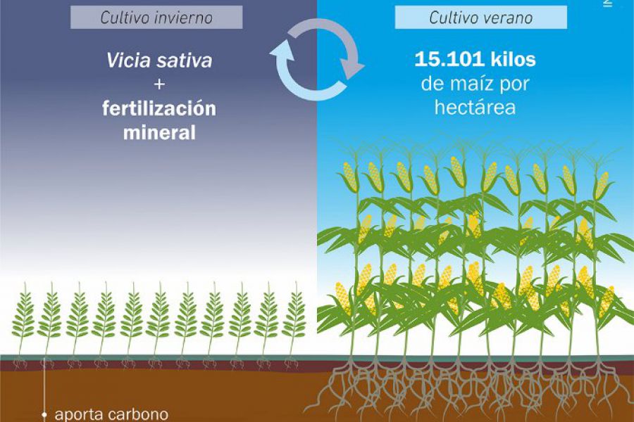 Maíz vicia - Infografía INTA