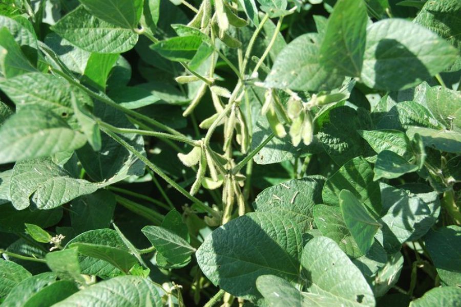 Ecofisiologia Soja