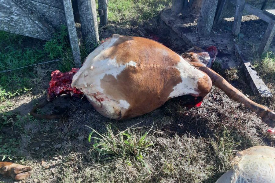 Abigeato crónico en Colonia San José