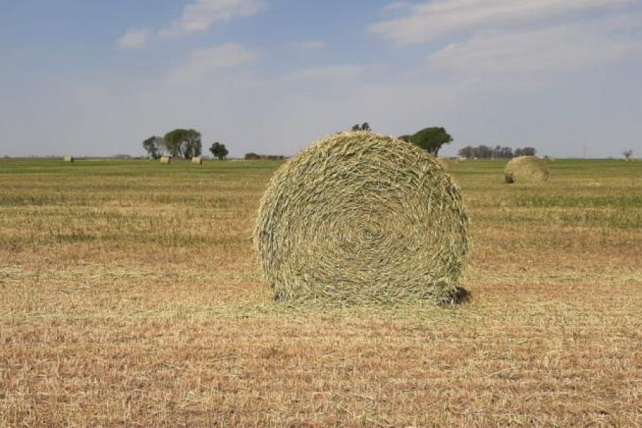 Rollos en campo santafesino