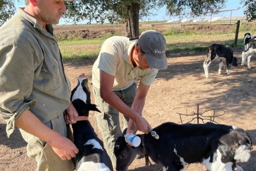 Cristian Boll vacunando contra aftosa - Foto Clarin Rural