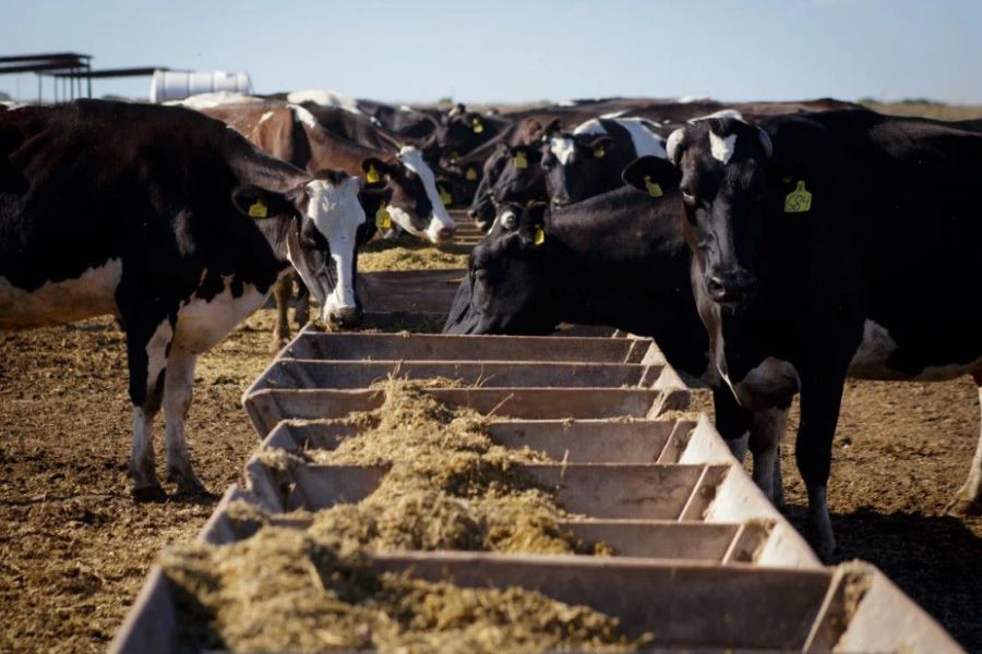 Vacas Lecheras de Mariano - Foto Clarin Rural