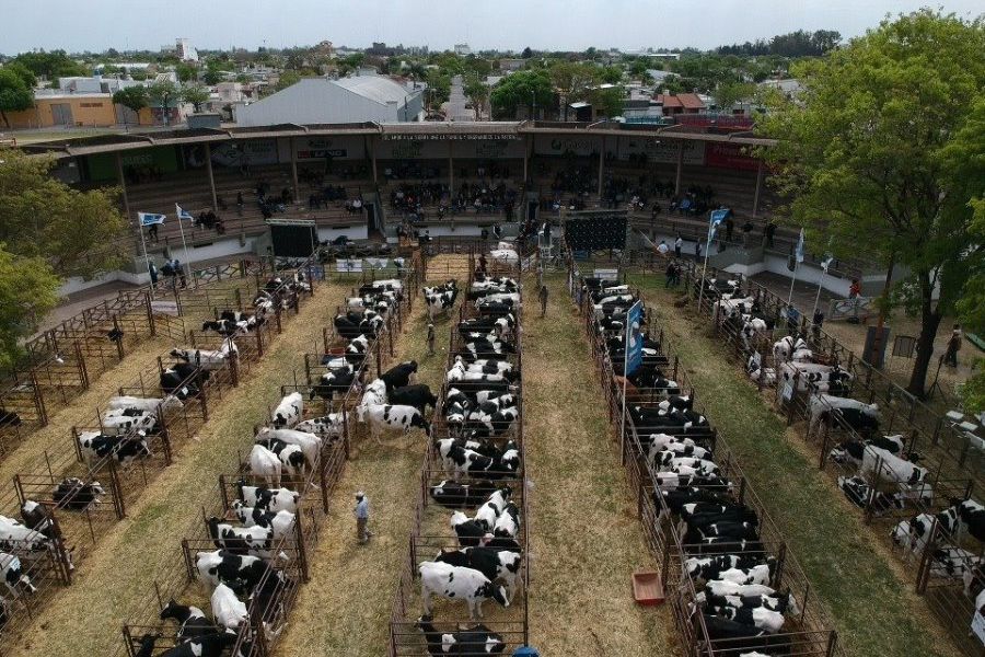 Remate de genética lechera en la Rural de Rafaela