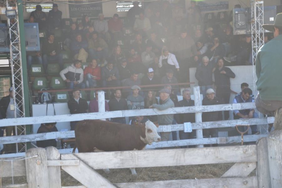 Remate de La Lehmann en San Justo