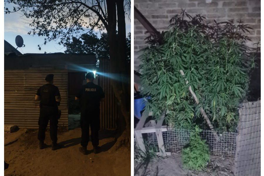 Secuestro de marihuana - Foto URXI