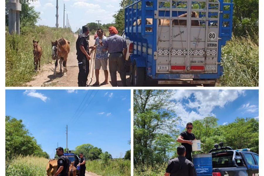 Caballos secuestrados - Foto URXI