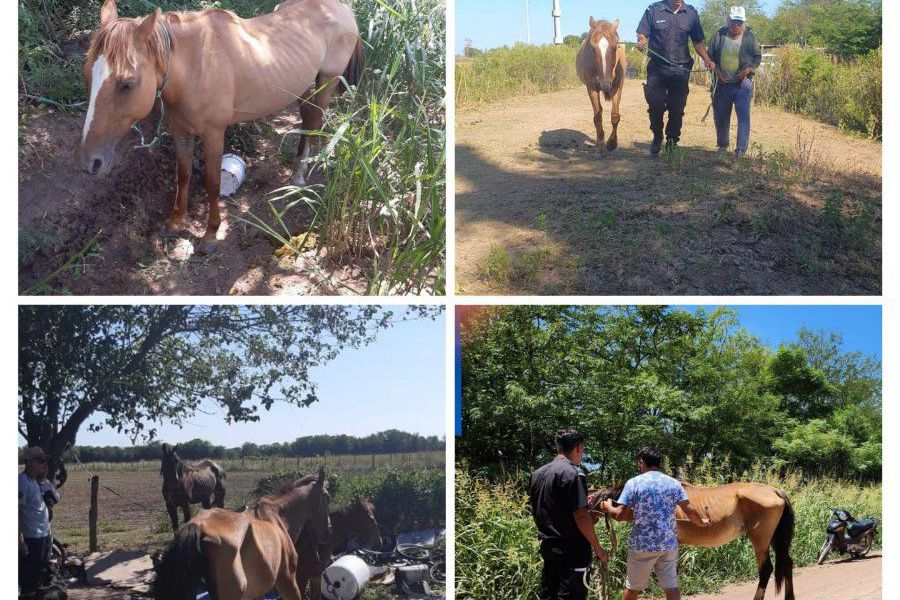 Caballos secuestrados - Foto URXI