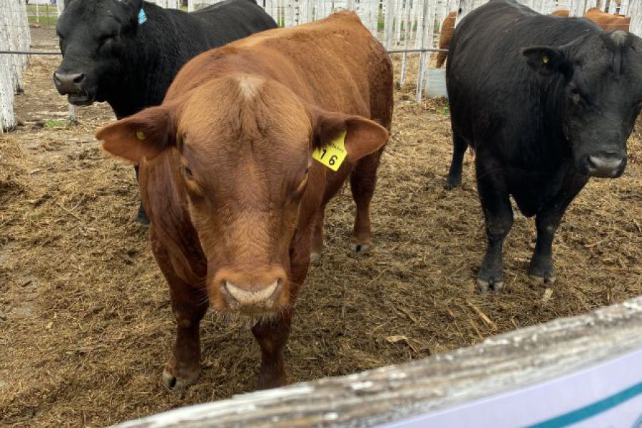 Llega la nueva edición del Remate de Cabaña Los Charabones y Don Pedro