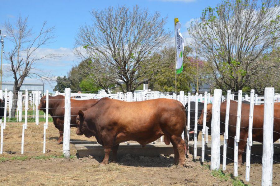 Remate Raza Carne de La Lehmann