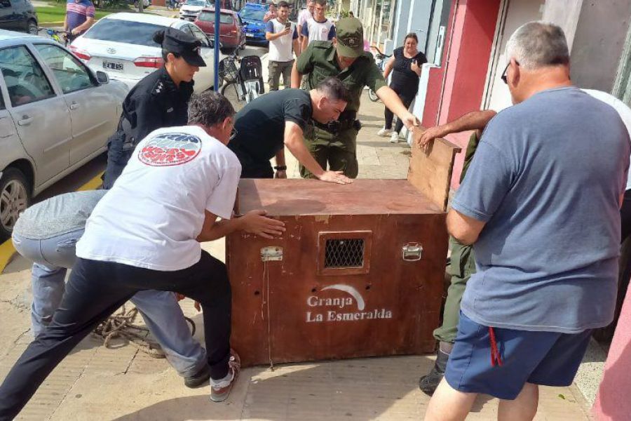 Puma atrapado en Franck