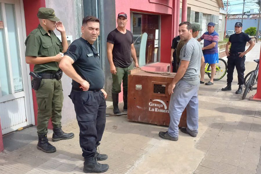 Puma atrapado en Franck