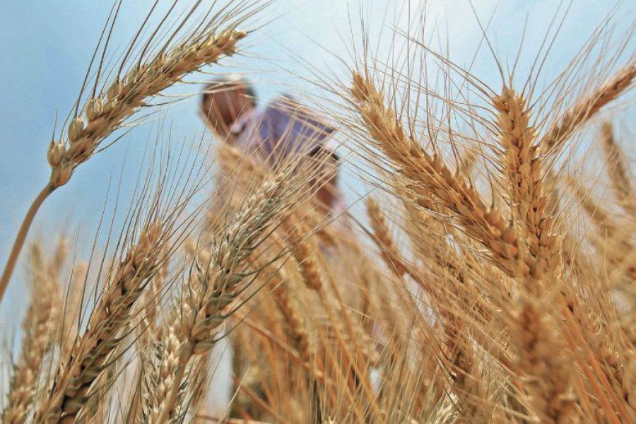 Se espera una prometedora Campaña de Trigo, impulsada por óptimas condiciones en la región