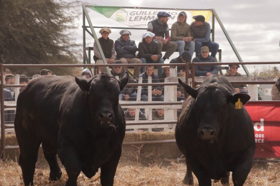 Éxito consolidado: El gran remate de Cabañas convocó a cientos de compradores